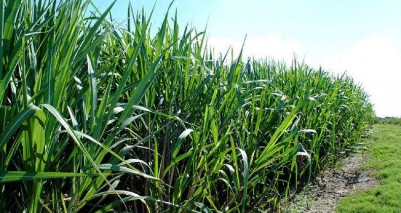 Bioinsumo aumenta em até 20% a produtividade da cana-de-açúcar