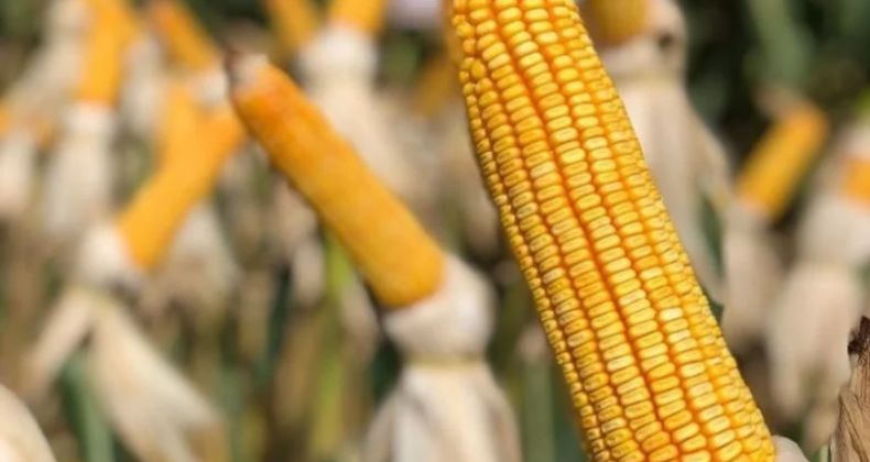 Preços do milho sobem quase 8% em novembro; confira cotações