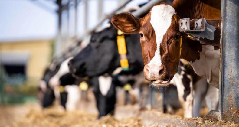 RS: em 2023, pecuária de leite foi marcada por desistências e baixa de preços